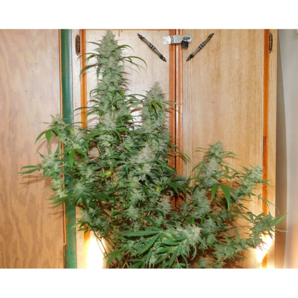 Jean O's - Voodoo S1Auto Fem