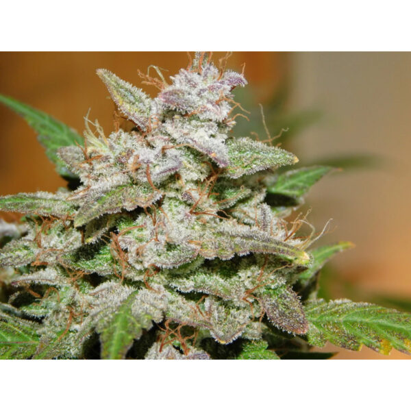 Jean O's - Voodoo S1Auto Fem - Image 3