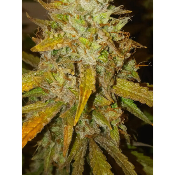 Jean O's - Blue Dog F4 Auto Fem - Image 2