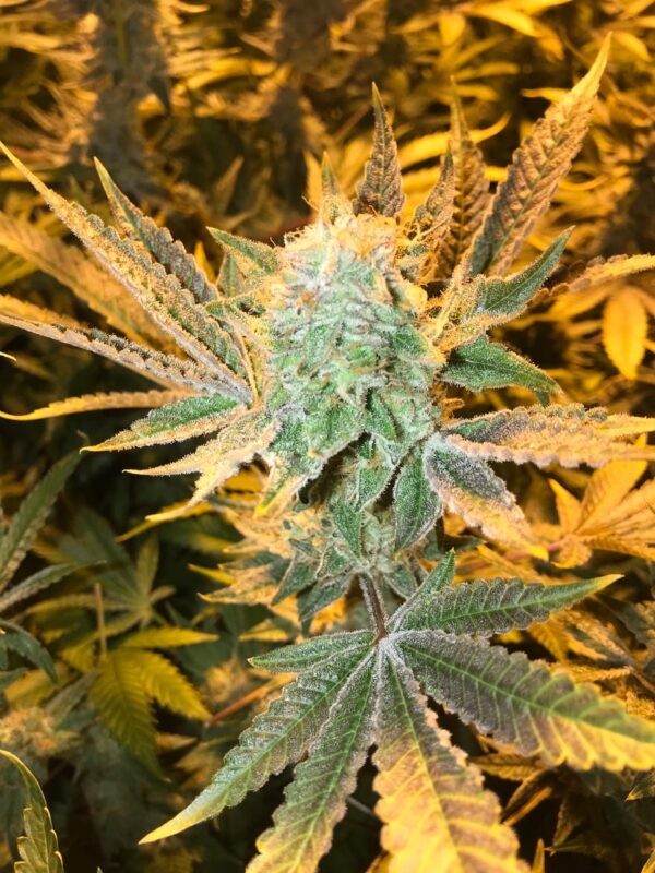 Blue Alien
