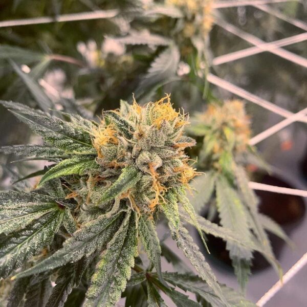 Lemon Diesel