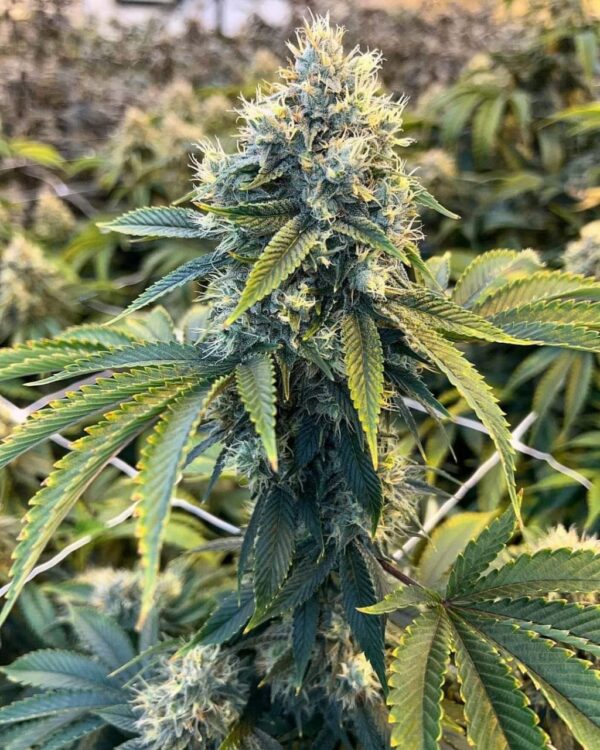 Sour Diesel