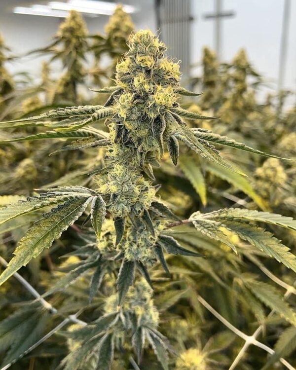 Chocolate OG