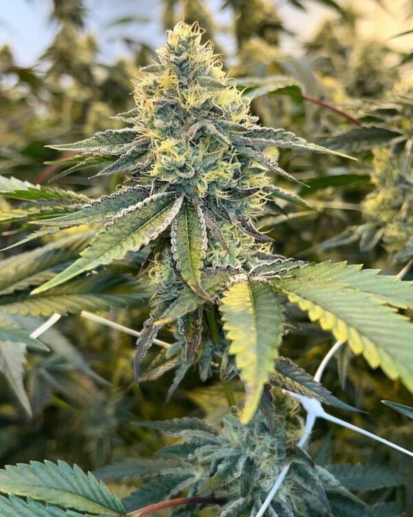 Chocolate OG - Image 3