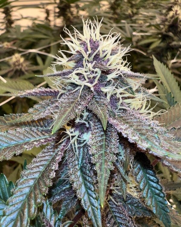 Rainbow Star