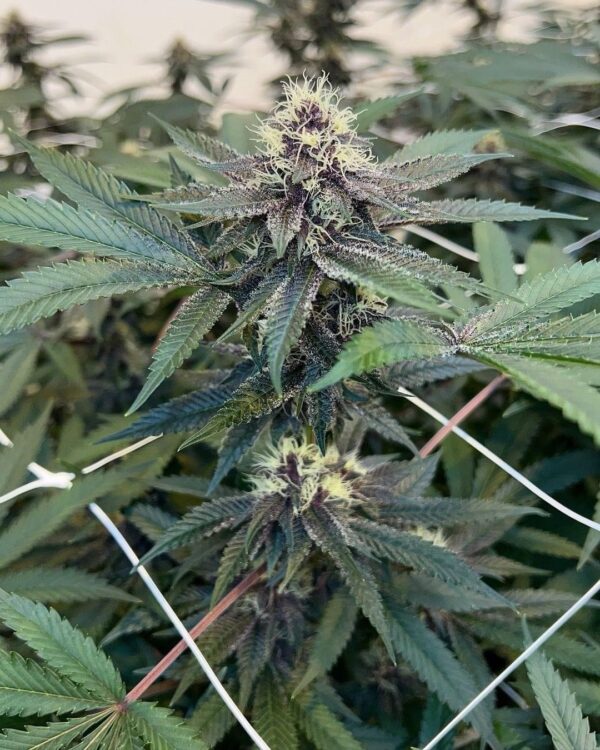 Rainbow Star - Image 3