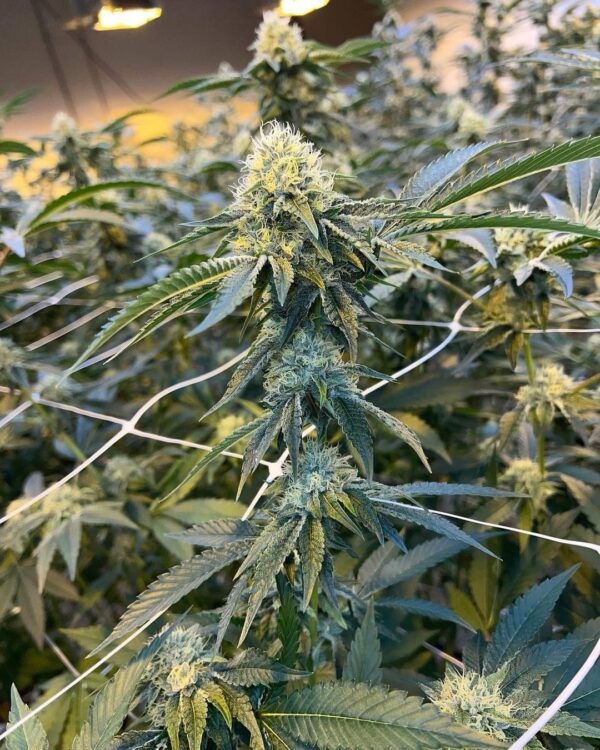 Soul OG ~ BOGO - Image 3
