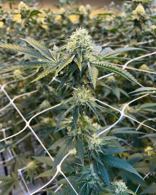 Soul OG ~ BOGO - Image 2