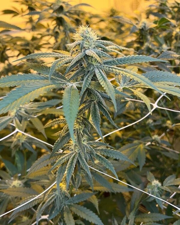 Super Strawberry OG