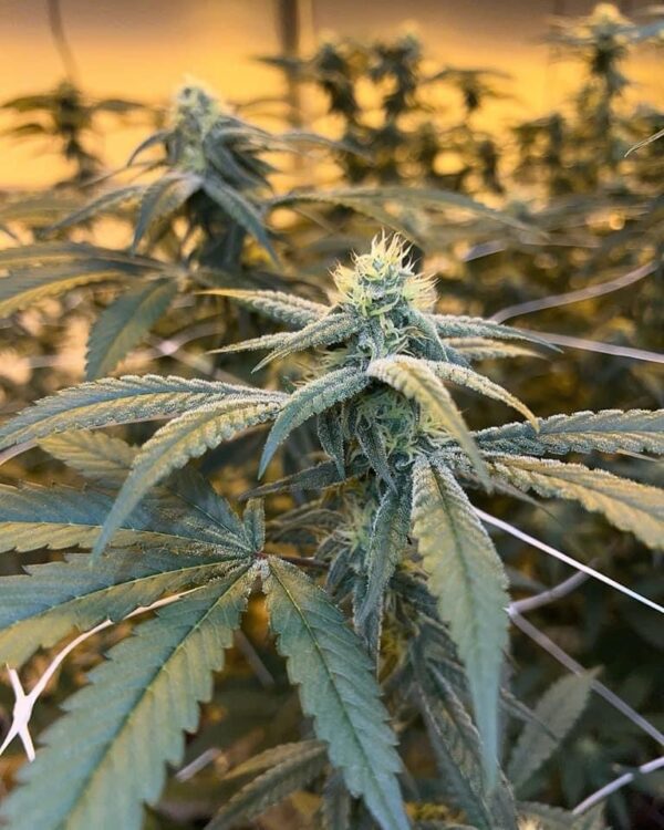 Super Strawberry OG - Image 3