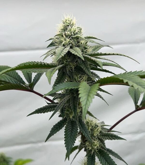Sour Cherry Runtz ~ BOGO - Image 2