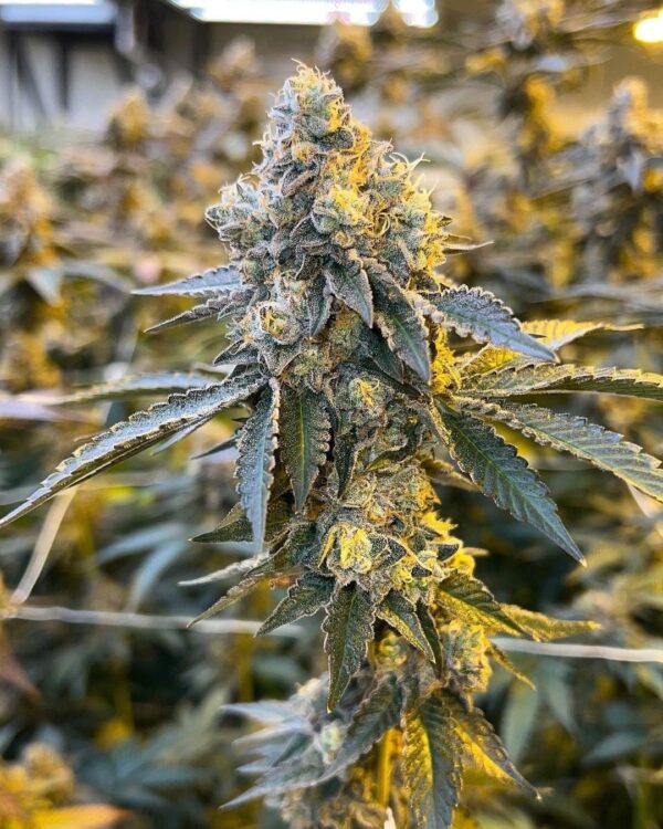 ABC - Apples and Bananas x Cherry Pie Kush BREATH F2 - BOGO