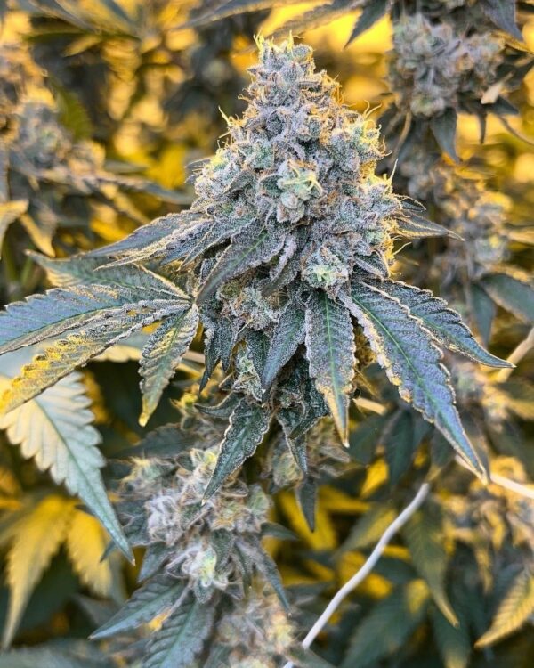 ABC - Apples and Bananas x Cherry Pie Kush BREATH F2 - BOGO - Image 2