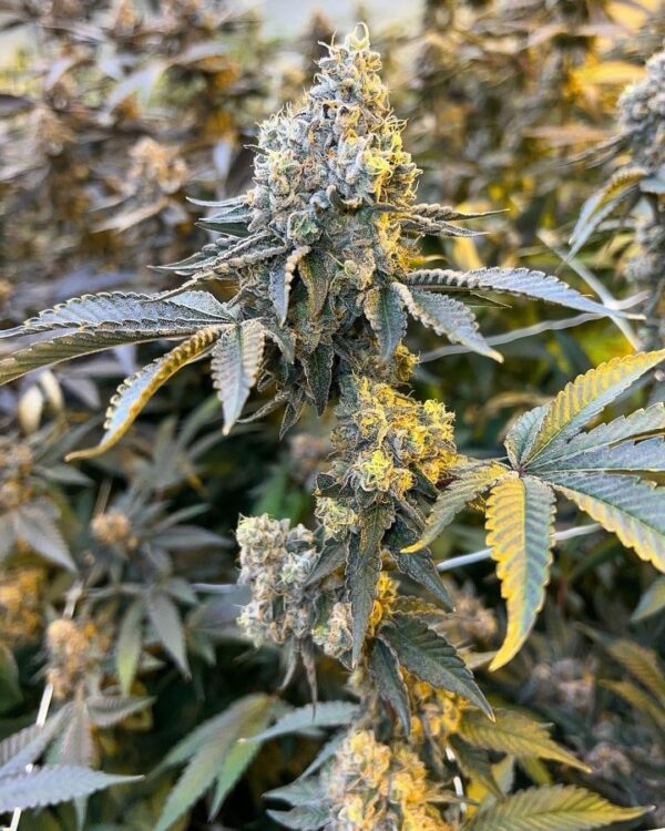 ABC - Apples and Bananas x Cherry Pie Kush BREATH F2 - BOGO - Image 3