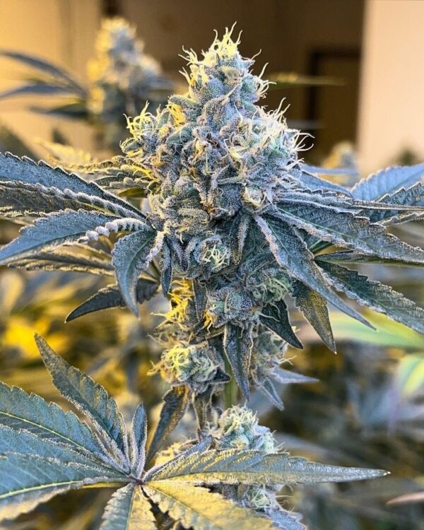Cherry Pie Crust - BOGO - Image 3