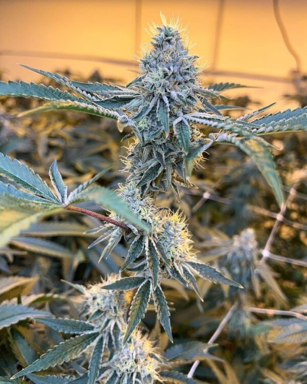 NEW! Holy Water F2 (Quartz) - Image 2