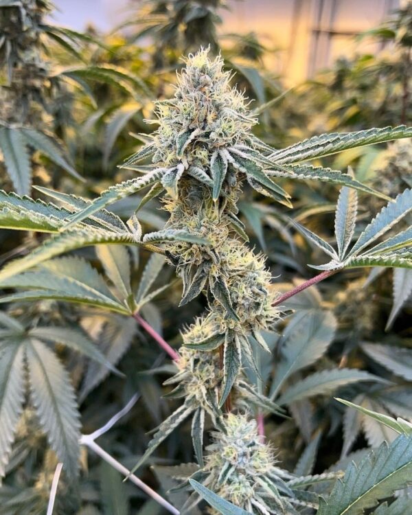 NEW! Holy Water F2 (Quartz) - Image 3