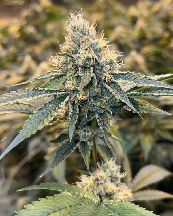 NEW! Holy Water F2 (Amethyst) - Image 3