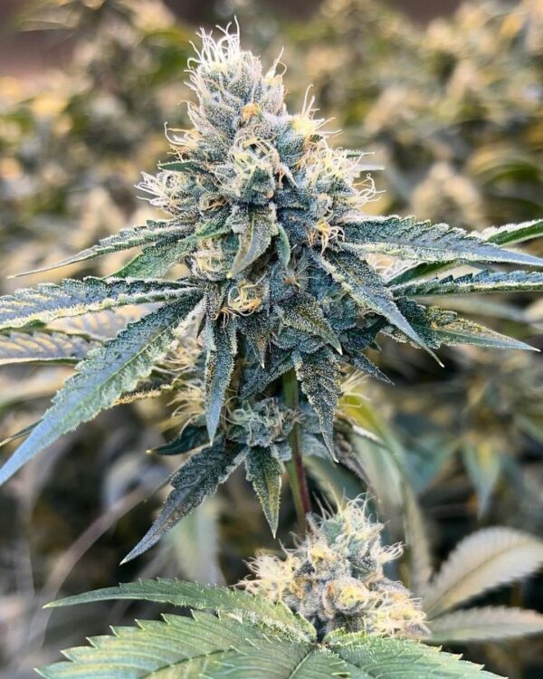 NEW! Holy Water F2 (Amethyst) - Image 2