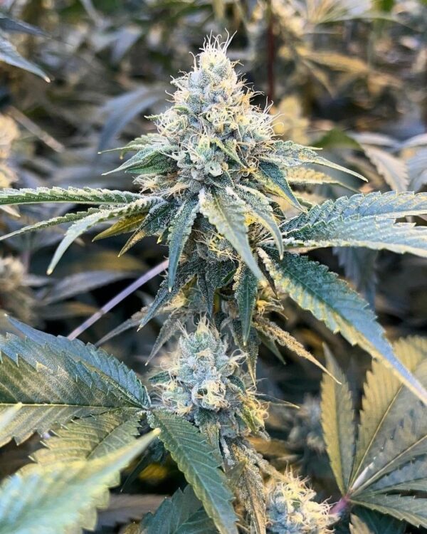 NEW! Holy Water F2 (Amethyst)