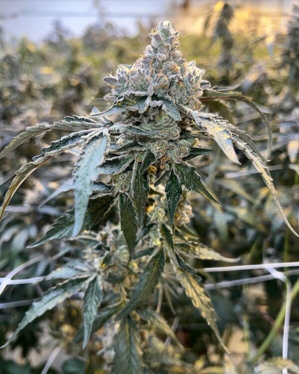 Nirvana's Maui Waui ~ CG’s Cut (Rooted Clone)