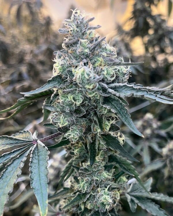 Snip - Cherry Pie Kush BREATH 4 (CG Cut)