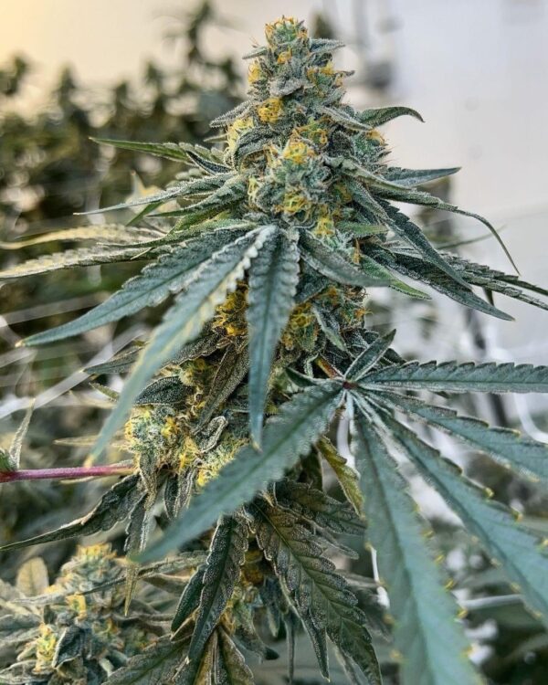 Snip - Holy Water F1 (Amethyst Pheno)