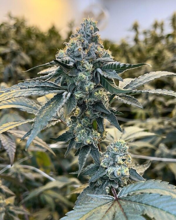 Snip - Purple Gorilla BX3 (Muscadine Grape Pheno)
