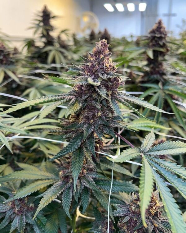 Snip - Purple Gorilla BX3 (Muscadine Grape Pheno)