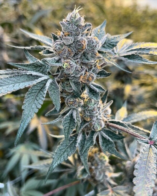 High School Sweetheart Breath F3