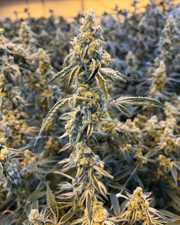 High School Sweetheart Breath F2 x The Ultimate