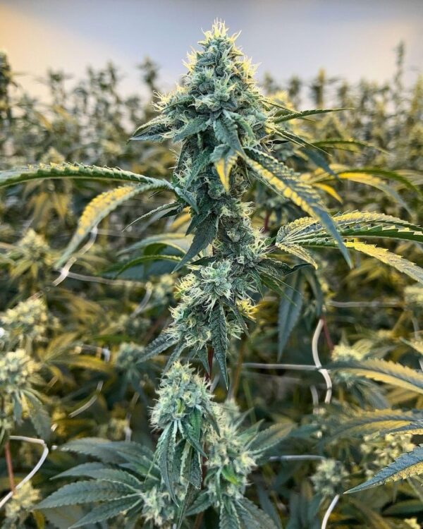High School Sweetheart Breath F2 x Wedding Cake
