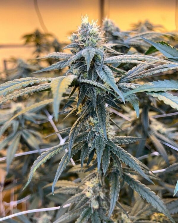 High School Sweetheart Breath F2 x Purple Punch