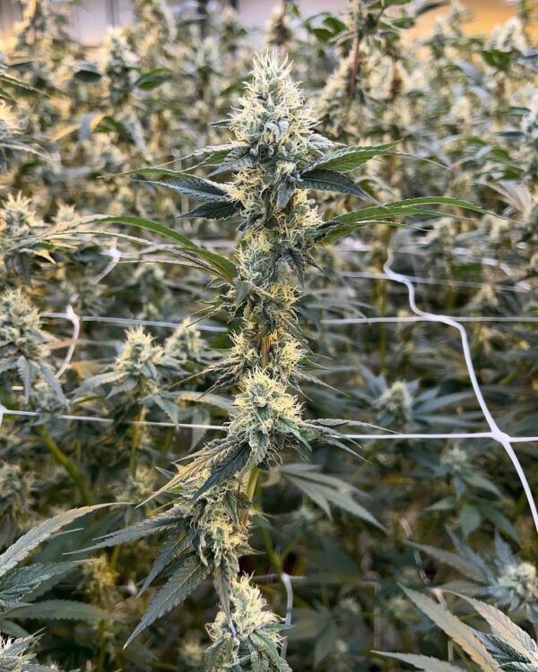 High School Sweetheart Breath F2 x Cherry Cobbler