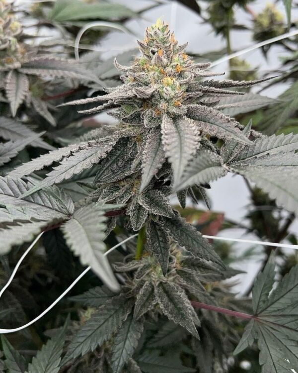 High School Sweet Heart Breath F2 x Gorilla Glue 4