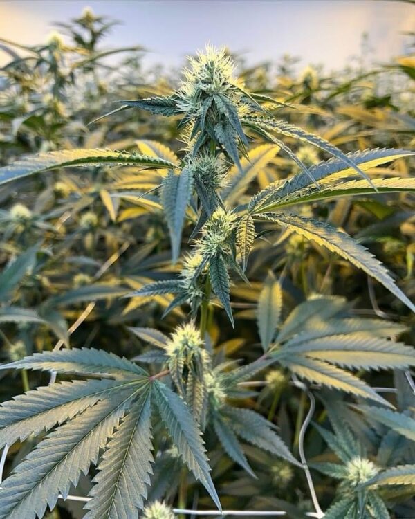 Chocolate Kush Pie