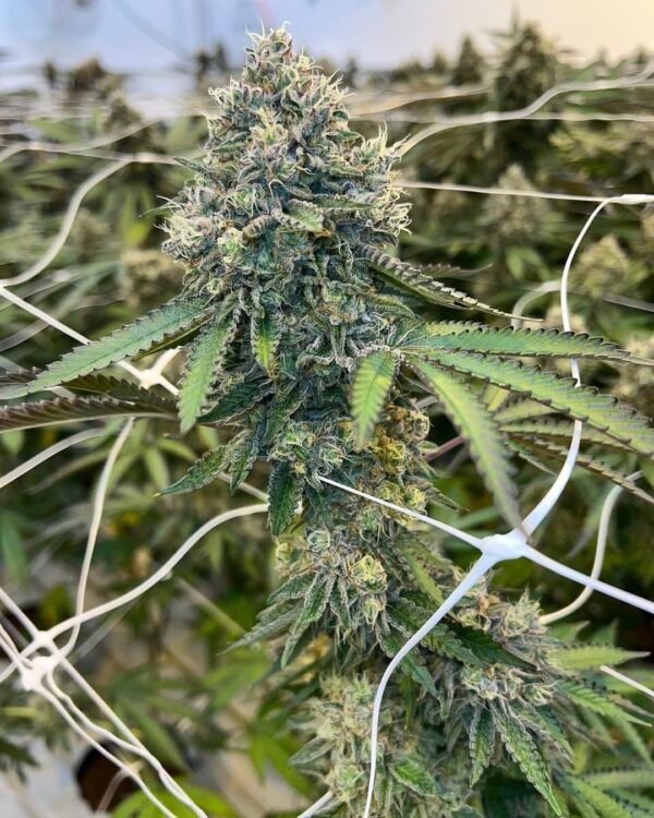 MAC Wood OG
