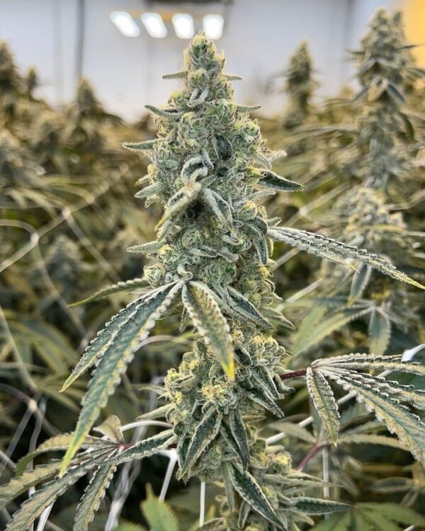 Glaciers of Ice - MAC F2 x Fruity Pebbles