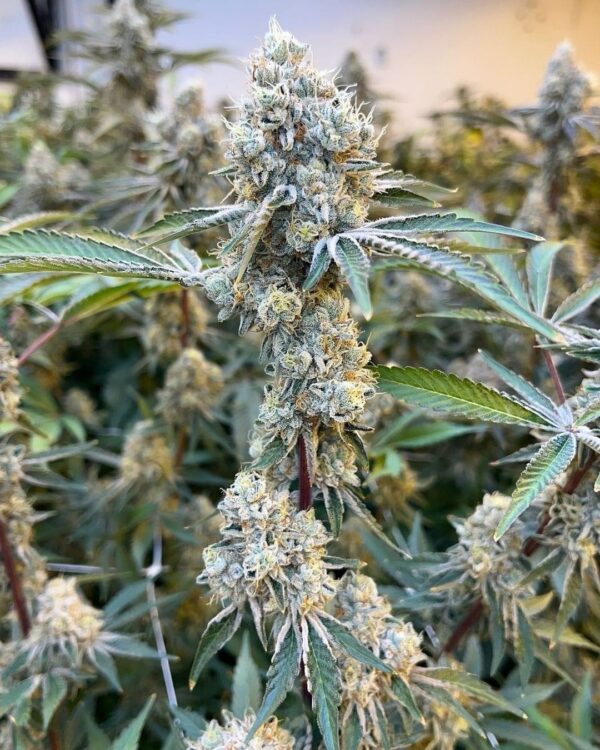 Immortality - MAC F2 x Mendo Breath F3