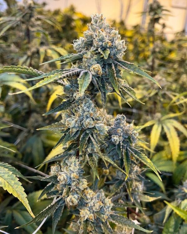 Strawberry Hash Plant