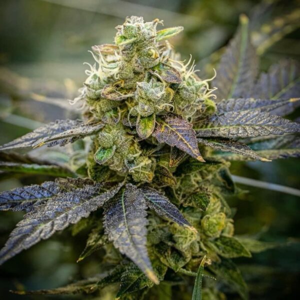 Purple Oaxaca Hash Plant