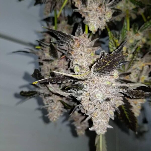 Galactic Hash Plant