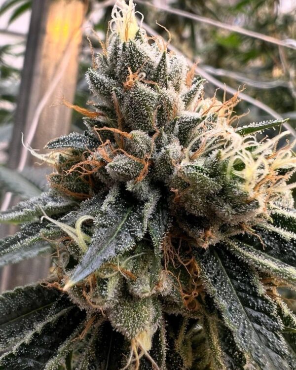 White Truffle x Gold Ca$h Gold - Feminized