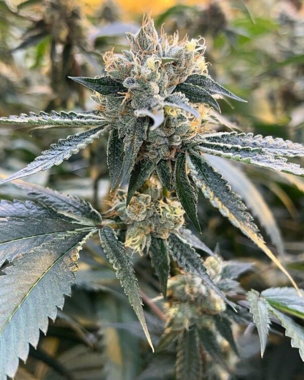 Do Si Pie (Do SI Dos x Jelly Pie) - Feminized