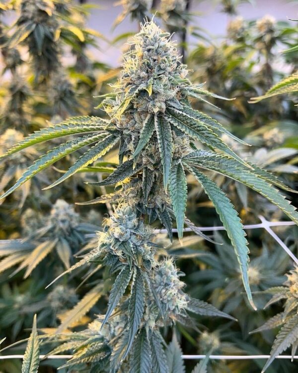 Pineapple Chakra S1 - (Feminized)