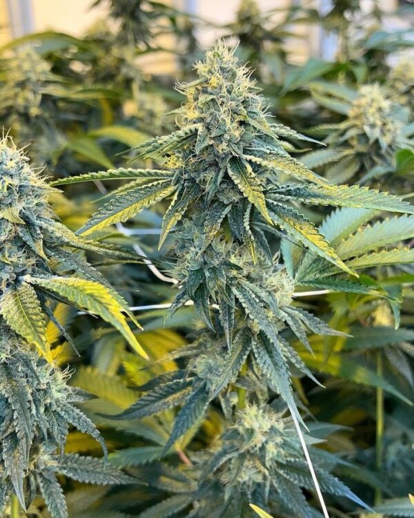 Cherry Truffles (White Truffles x Cherry Pie Kush Breath BX1) Feminized