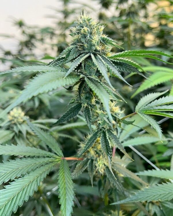 Flapjacks S1 (Feminized)