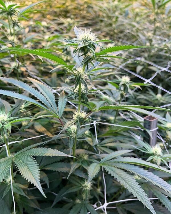 Sugar Cane S1 ~ Platinum x Slurricane