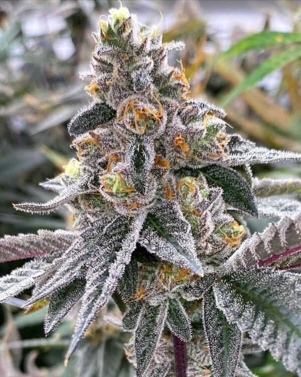 Grape God S1 (Sweet Pink Grapefruit x God Bud (Pre 99)