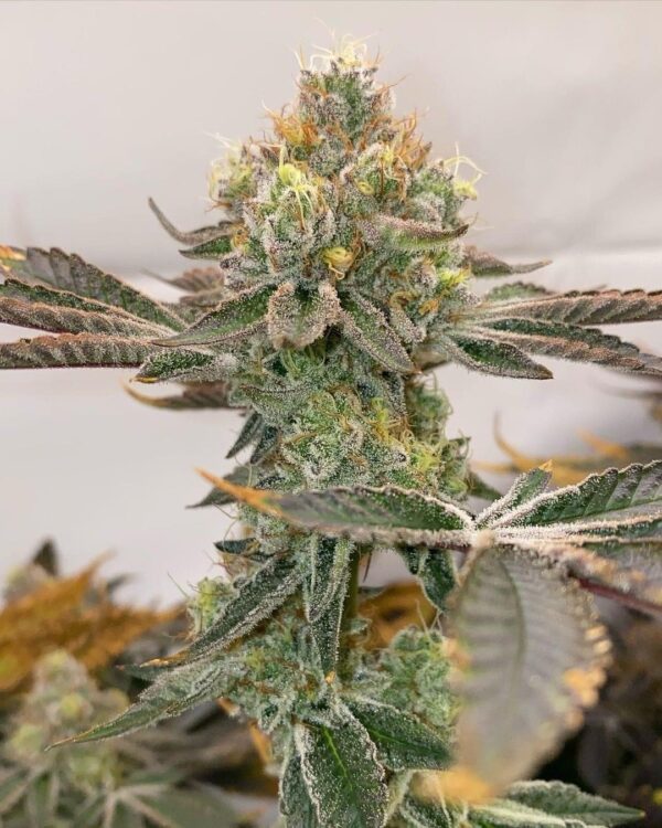 NEW! Peanut Butter Breath S1 x Exaltation 6